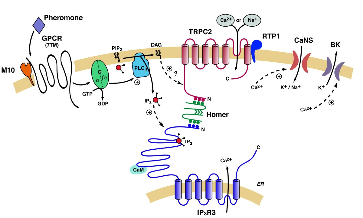 The TRPC2 channel forms protein-protein interactions with Homer and RTP