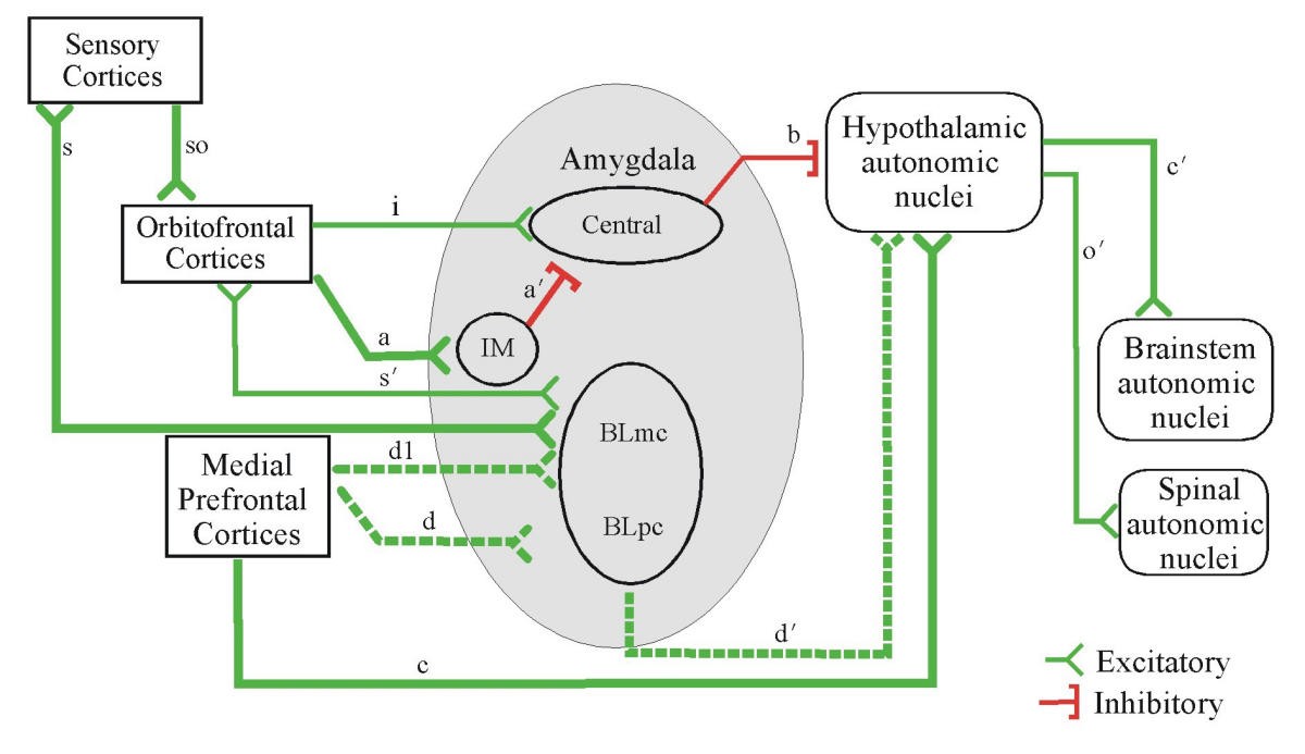 Serial pathways from primate prefrontal cortex to ... neurons nervous system diagram full 