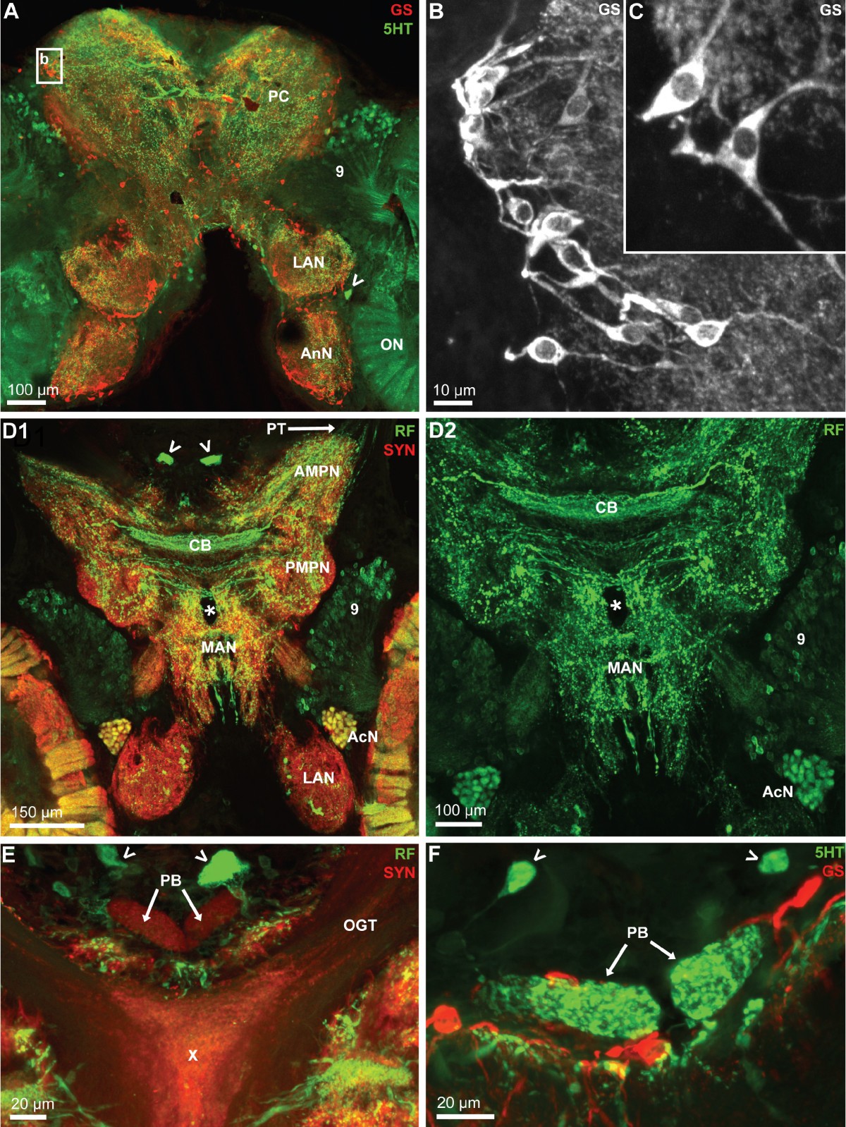 Brain architecture in the terrestrial hermit crab Coenobita clypeatus
