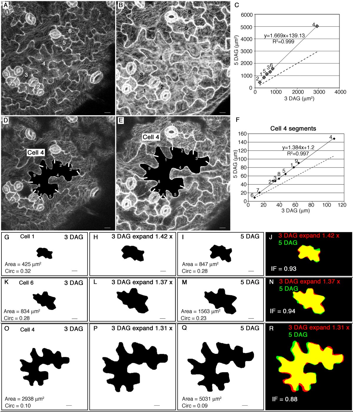 The development and geometry of shape change in Arabidopsis