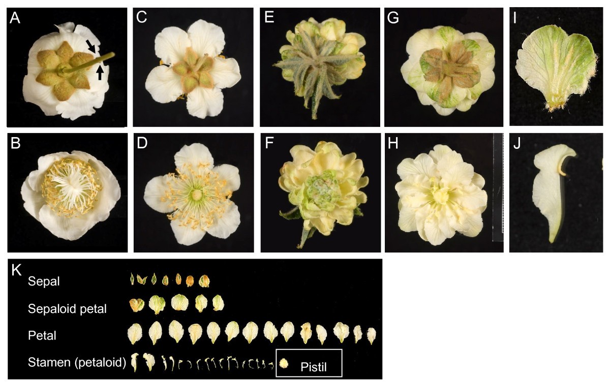 Identification and characterization of flowering genes in kiwifruit