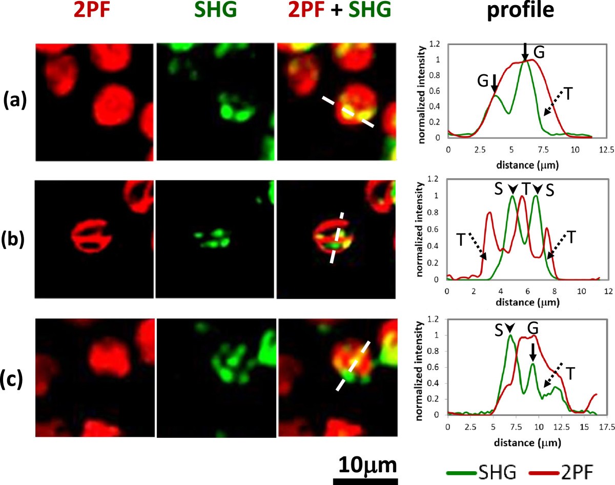 Multiphoton imaging to identify grana, stroma thylakoid