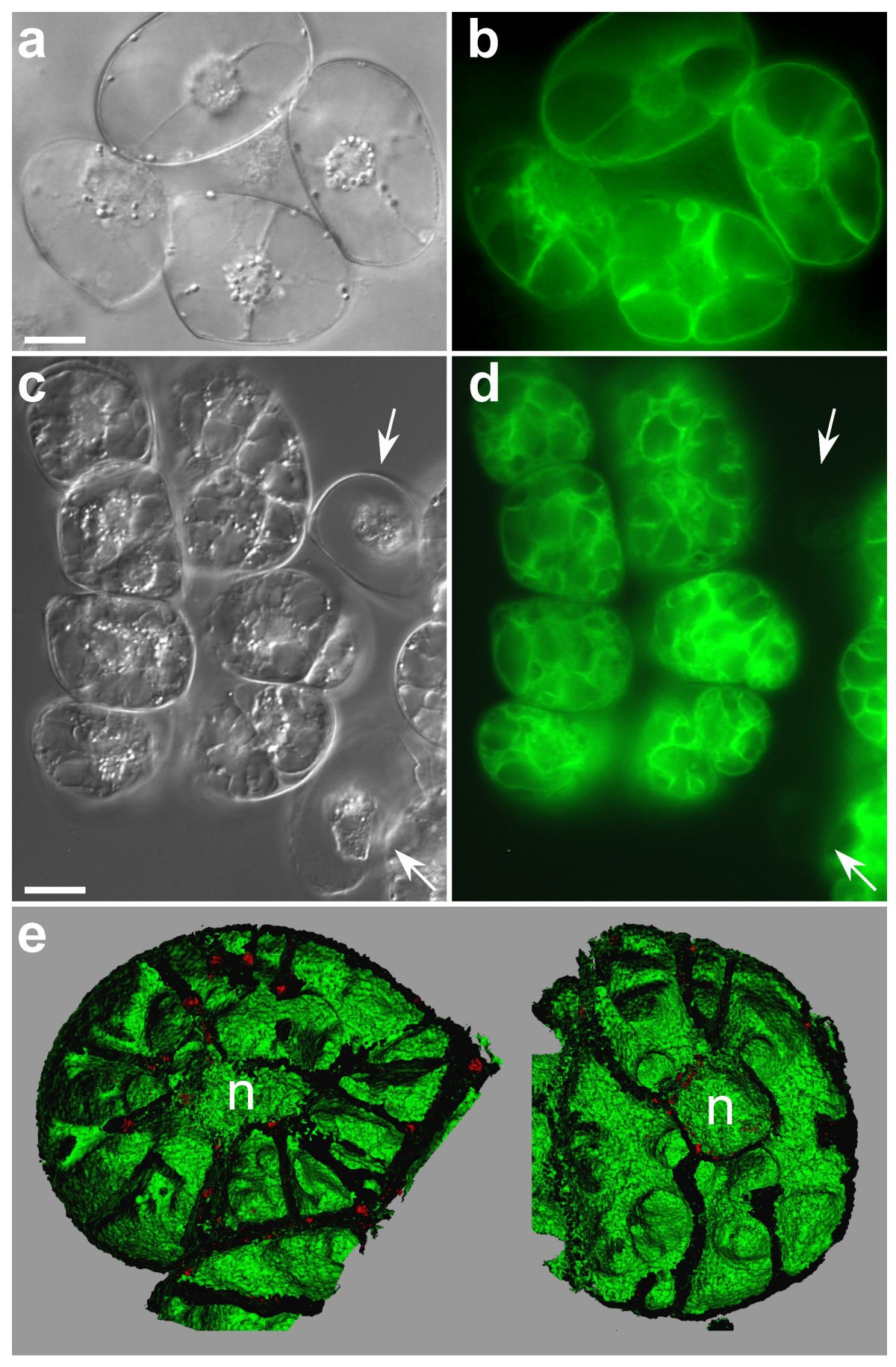 New insights into the tonoplast architecture of plant vacuoles and