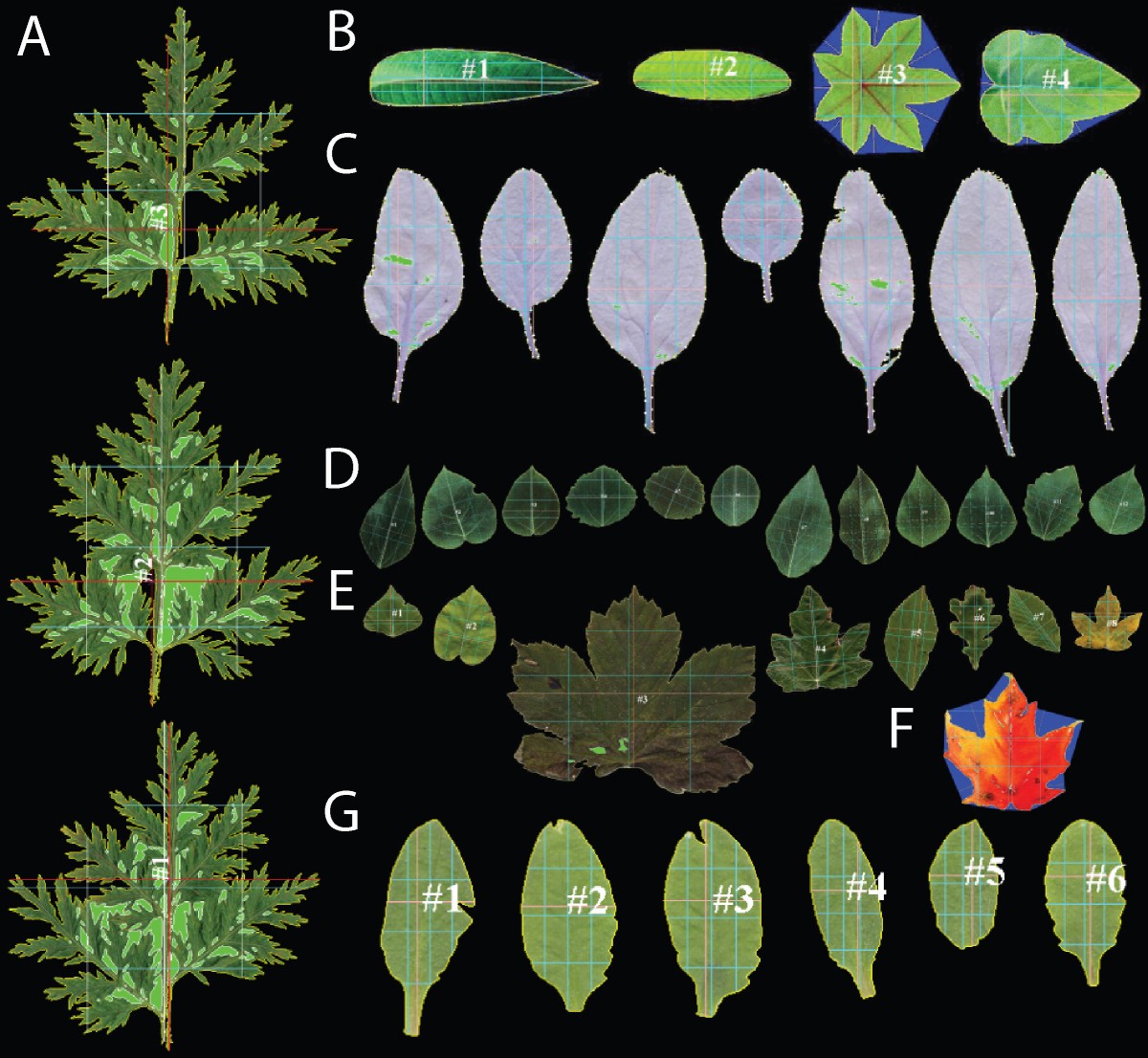 LAMINA: a tool for rapid quantification of leaf size and shape