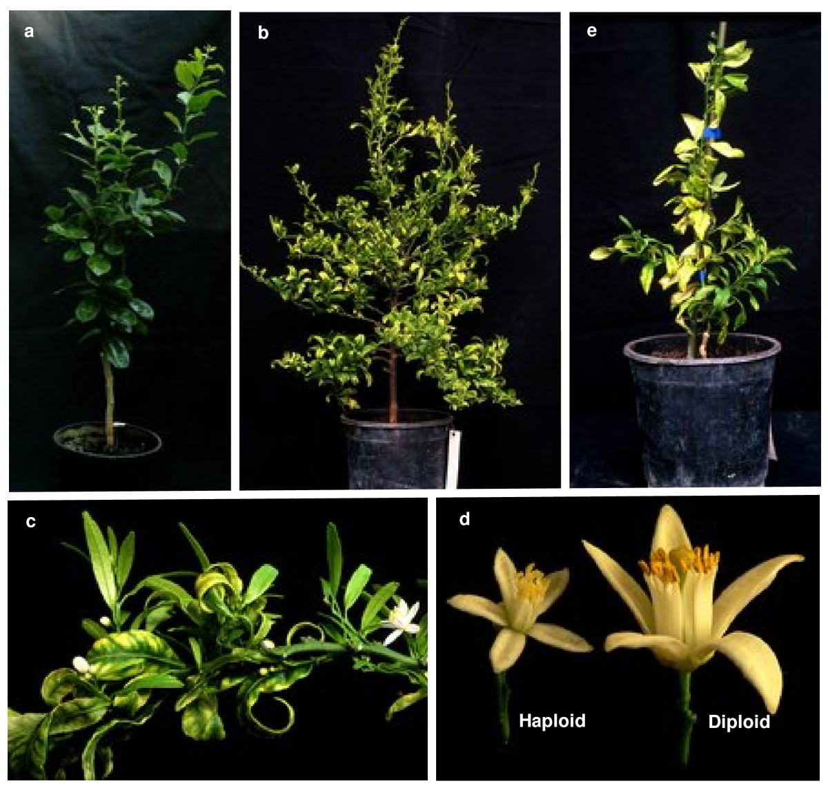 Recovery and characterization of a Citrus clementinaHort