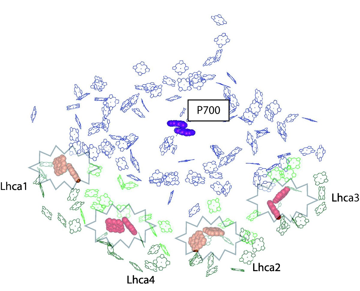 Antenna complexes protect Photosystem I from Photoinhibition BMC