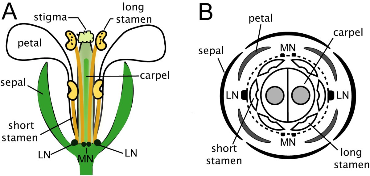 Uncovering the Arabidopsis thaliana nectary transcriptome ... floral diagram of rice plant 