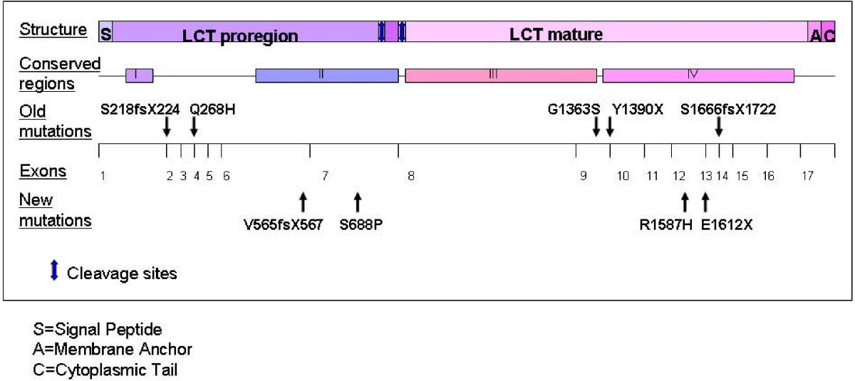 Four novel mutations in the lactase gene (LCT) underlying congenital