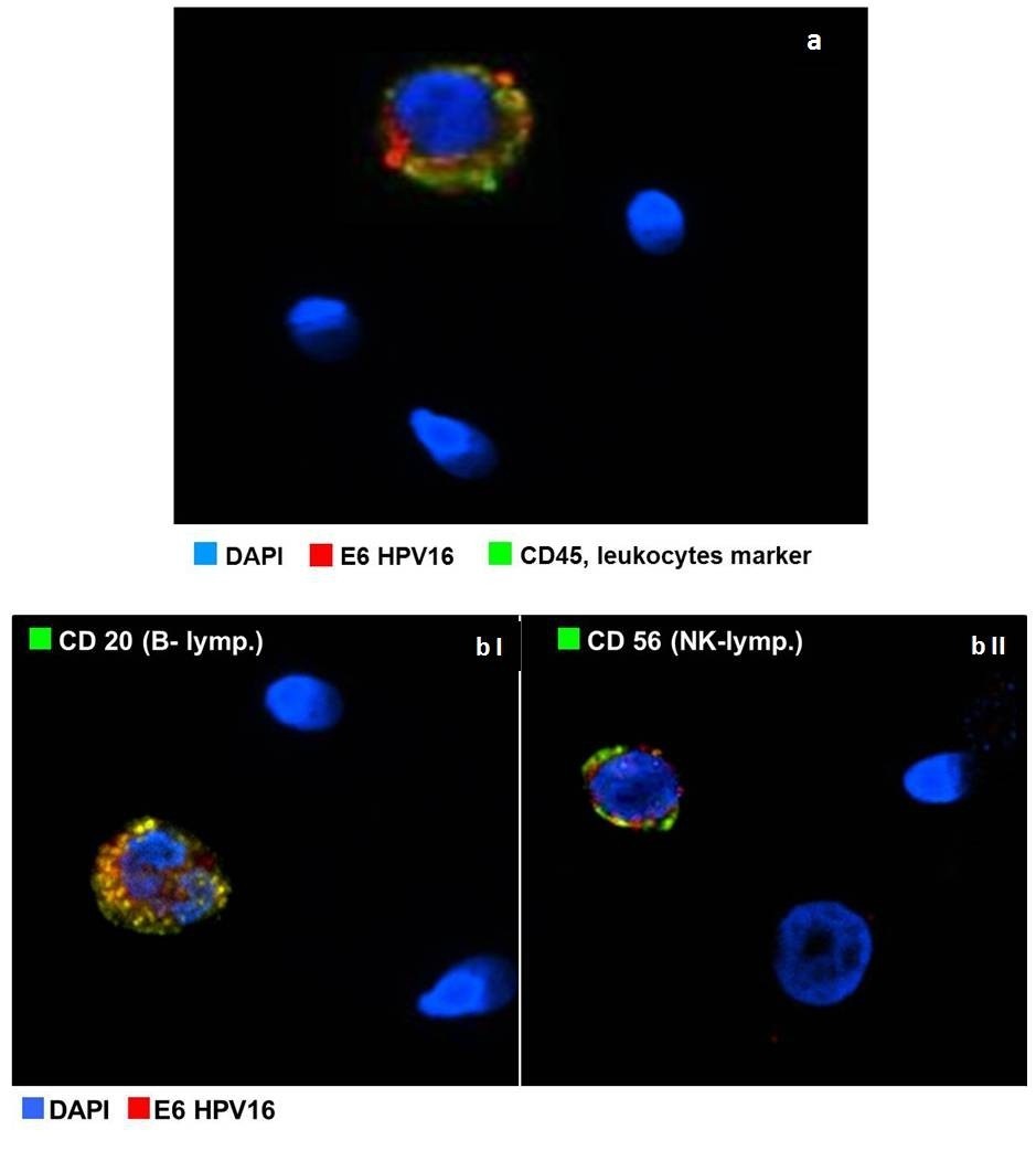 Human papillomavirus proteins are found in peripheral blood and semen