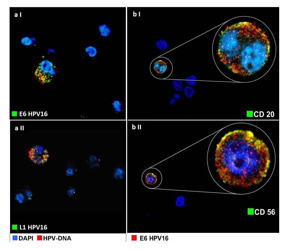 Human papillomavirus proteins are found in peripheral blood and semen