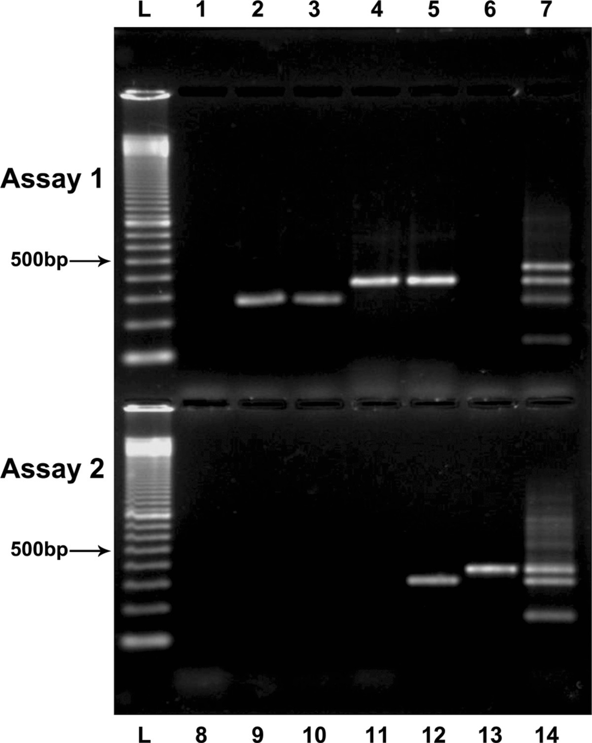 A multiplex nested PCR for the detection and identification of Candida ...