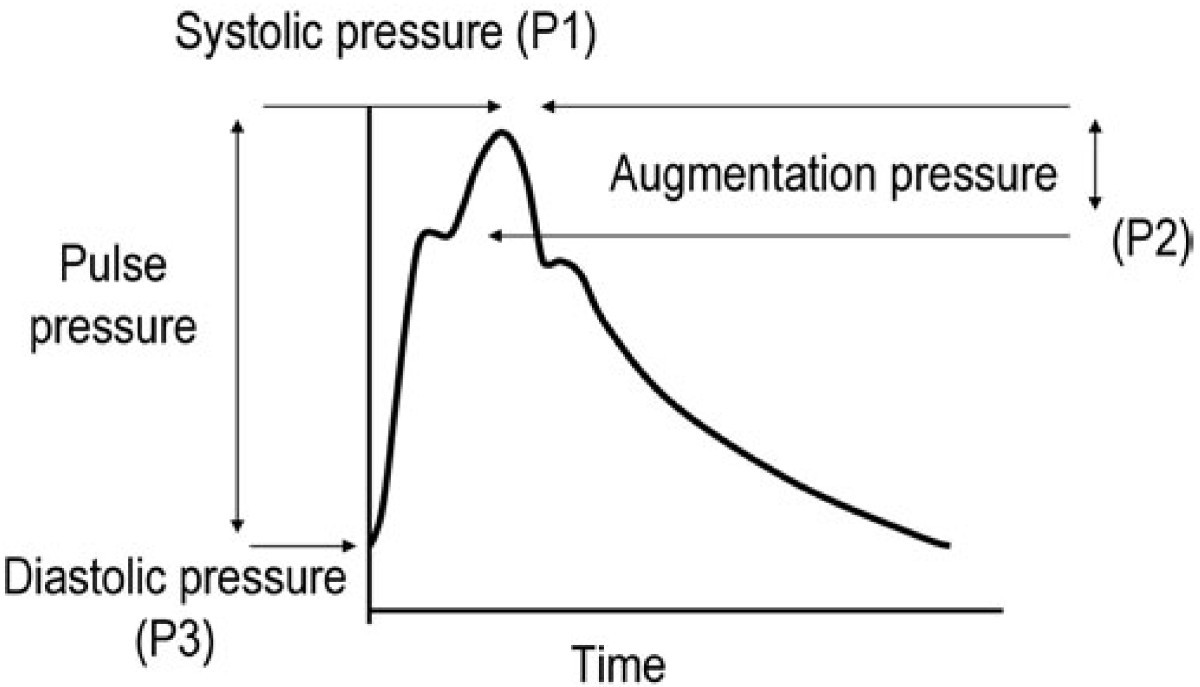 Serum cystatin C is a determinant of central pressure augmentation