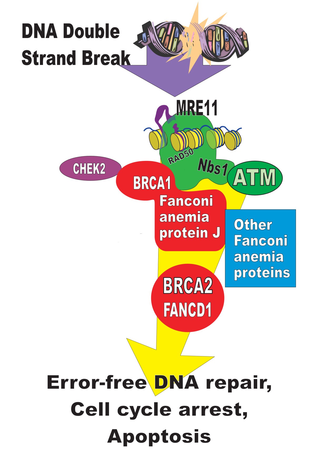 The BRCA1/2 pathway prevents hematologic cancers in addition to breast ... Biology Diagrams