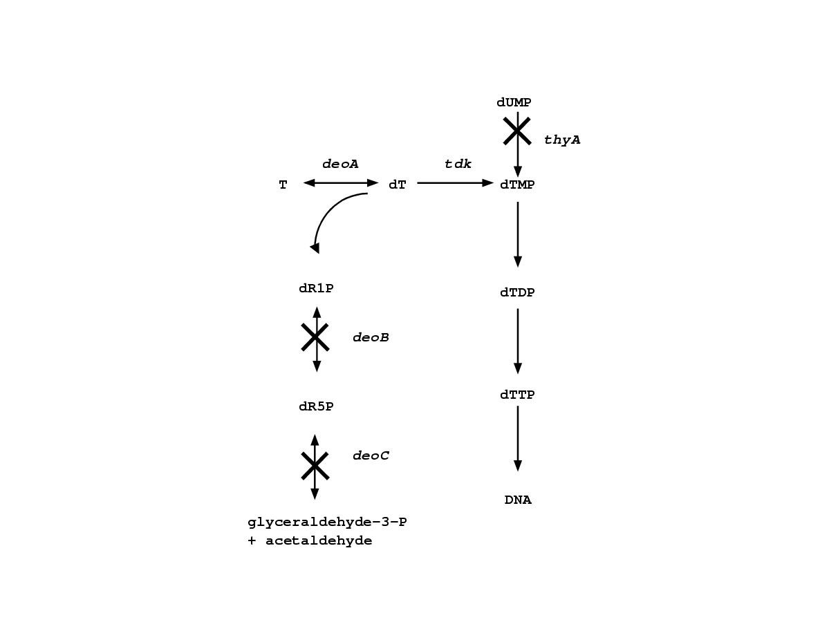 Long term adaptation of a microbial population to a permanent metabolic
