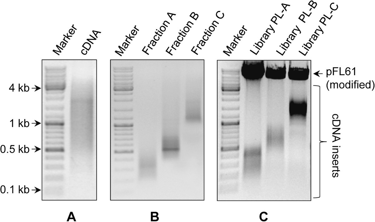 Construction of sized eukaryotic cDNA libraries using low input of total environmental