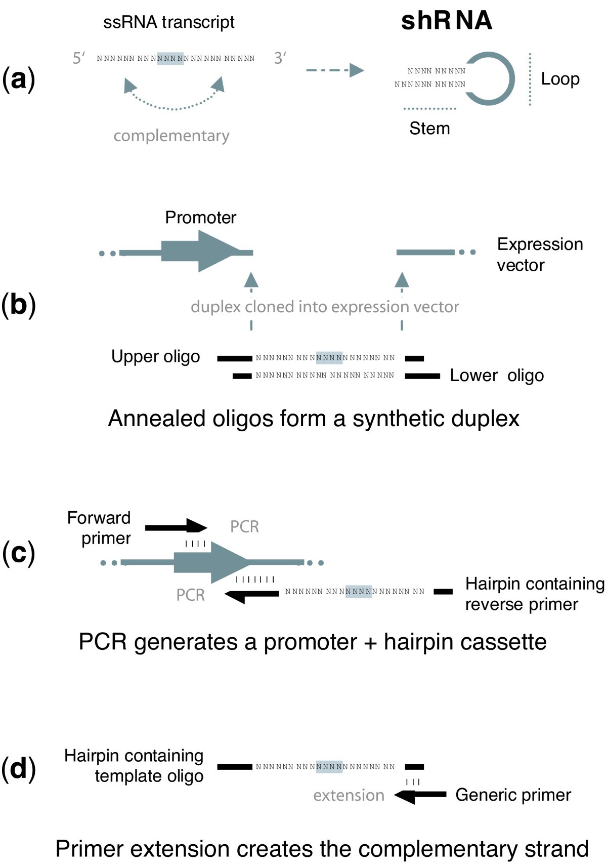 shrna expression vectors cloning constructing strategies figure rna constructed different