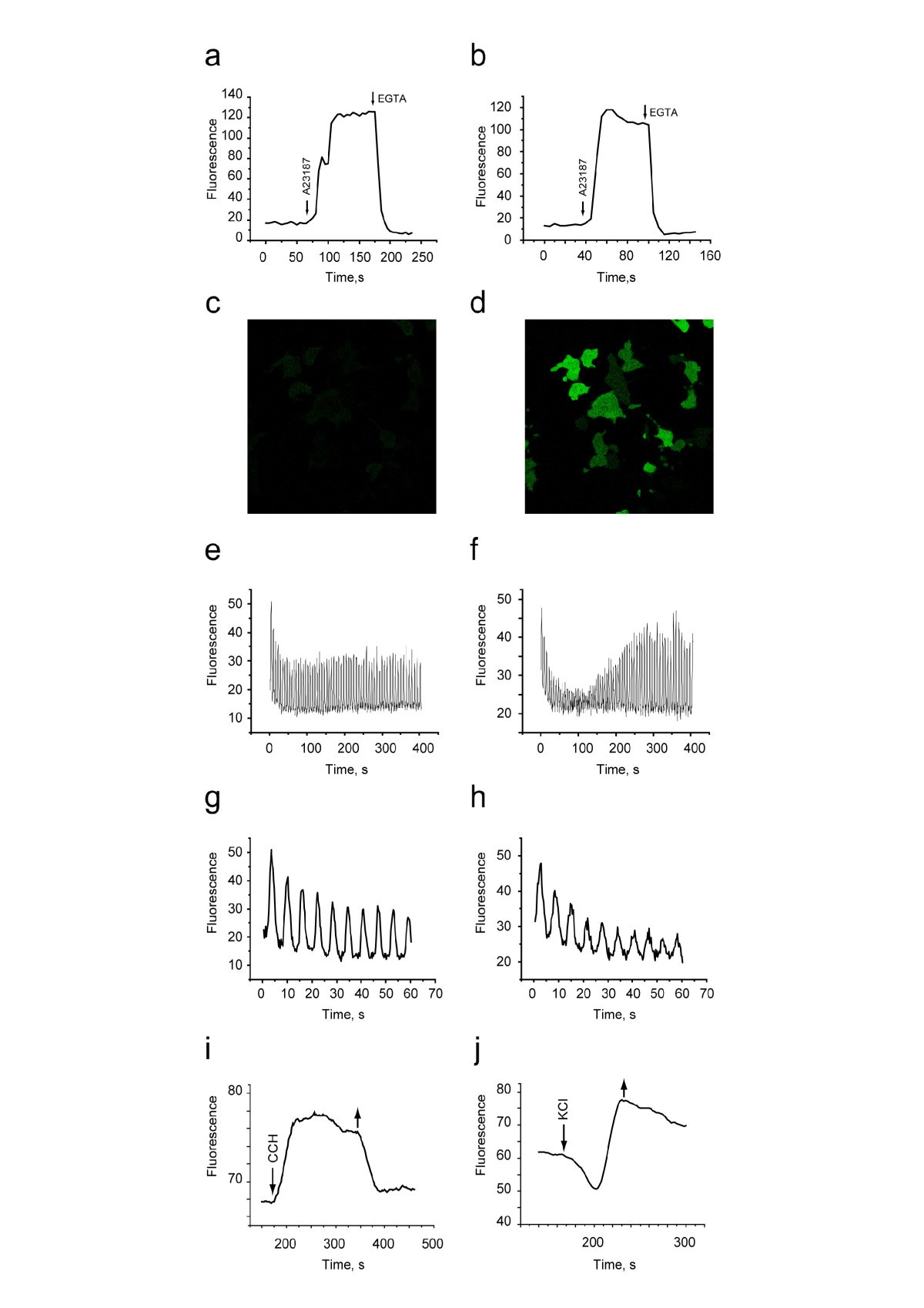 Single fluorescent proteinbased Ca2+sensors with increased dynamic