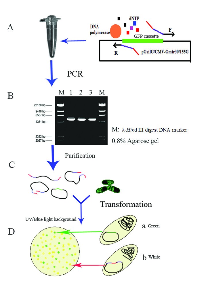 Construction of siRNA/miRNA expression vectors based on a one-step PCR