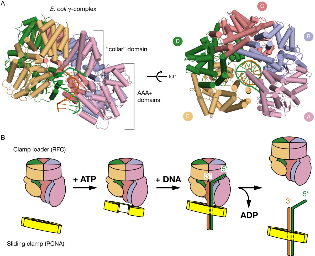 Analysis of the role of PCNADNA contacts during clamp loading BMC