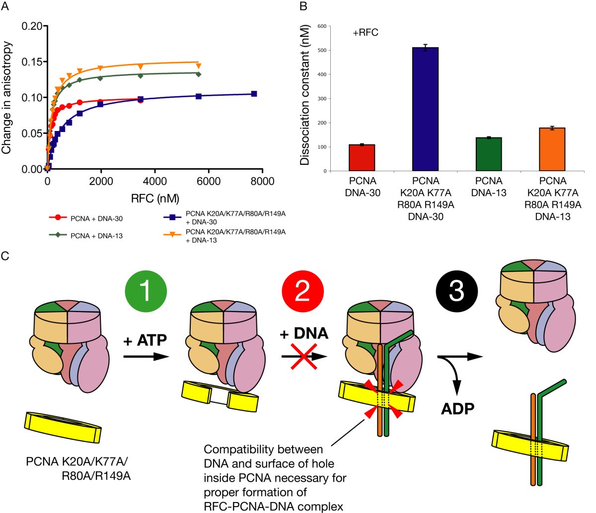 Analysis of the role of PCNADNA contacts during clamp loading BMC