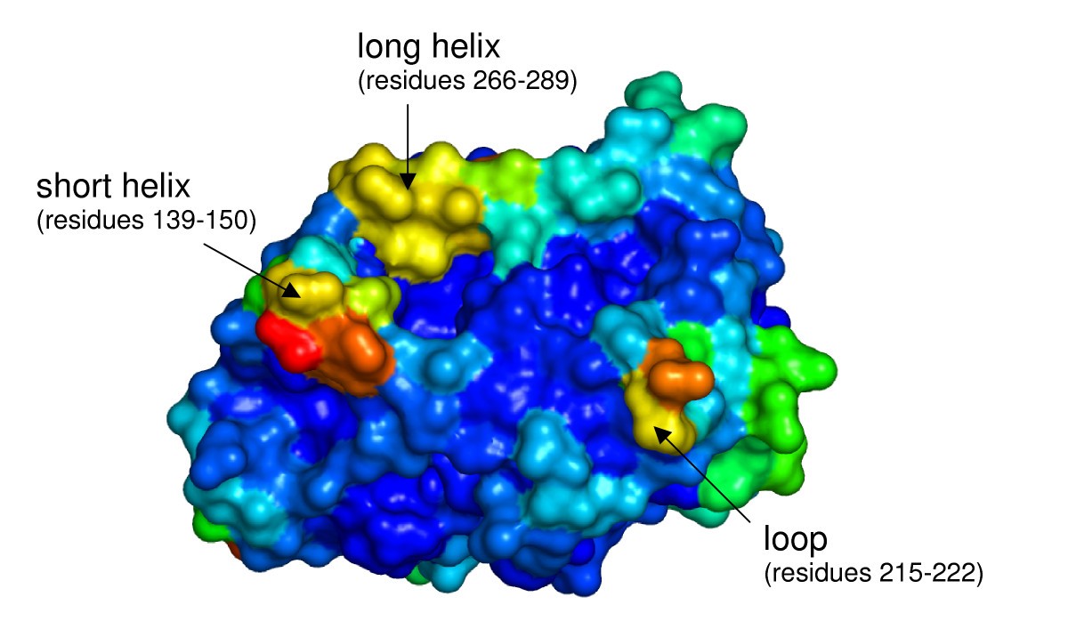 Modeling structure and flexibility of Candida antarctica lipase B in organic solvents BMC