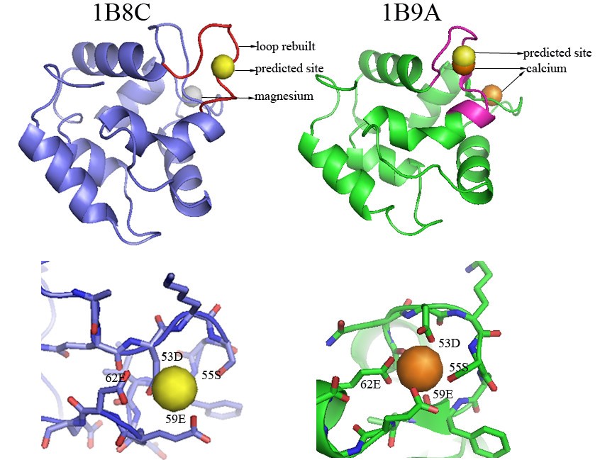 Prediction of calciumbinding sites by combining loopmodeling with