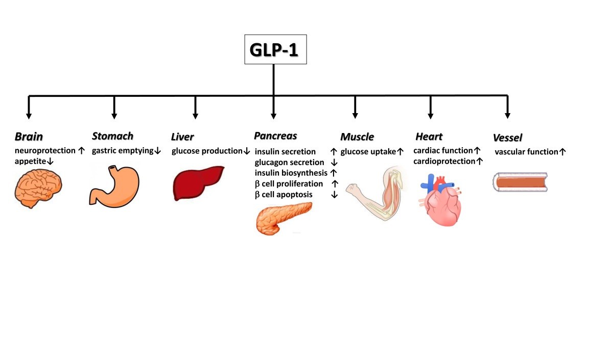 Do incretins improve endothelial function