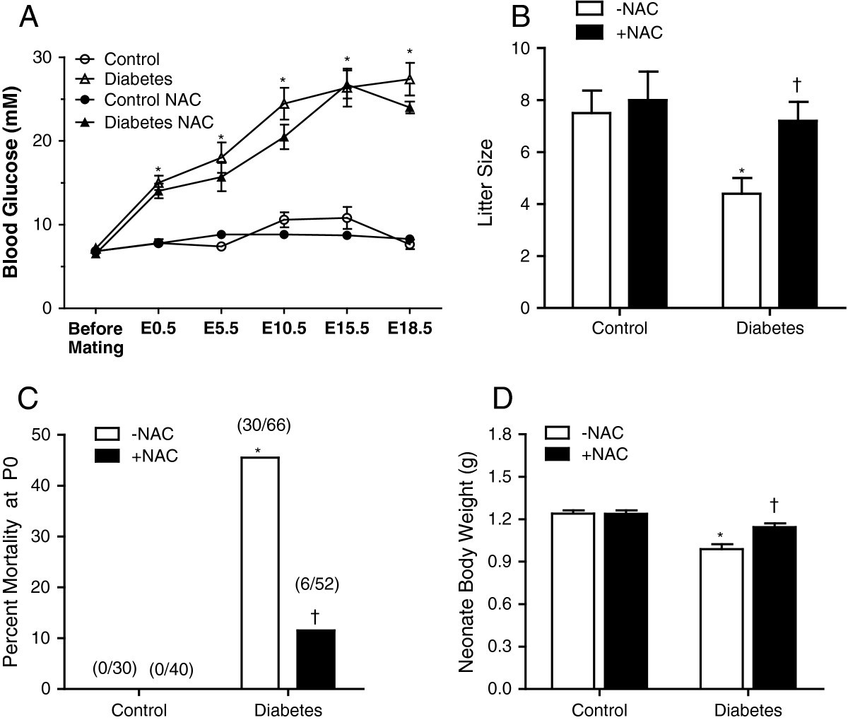 The Role Of Nacetylcysteine Treatment On Antioxidative The Role Of Nacetylcysteine Treatment On Antioxidative