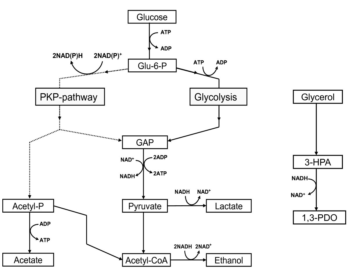 1,3-Propanediol dehydrogenases in Lactobacillus reuteri: impact on