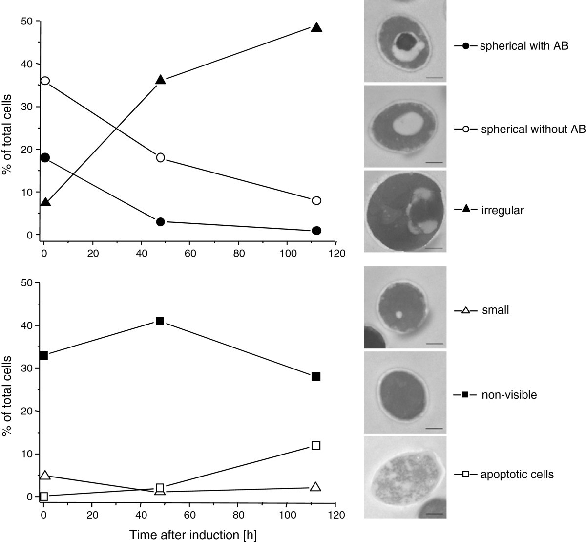 Vacuole Diagram A Level - Aflam-Neeeak