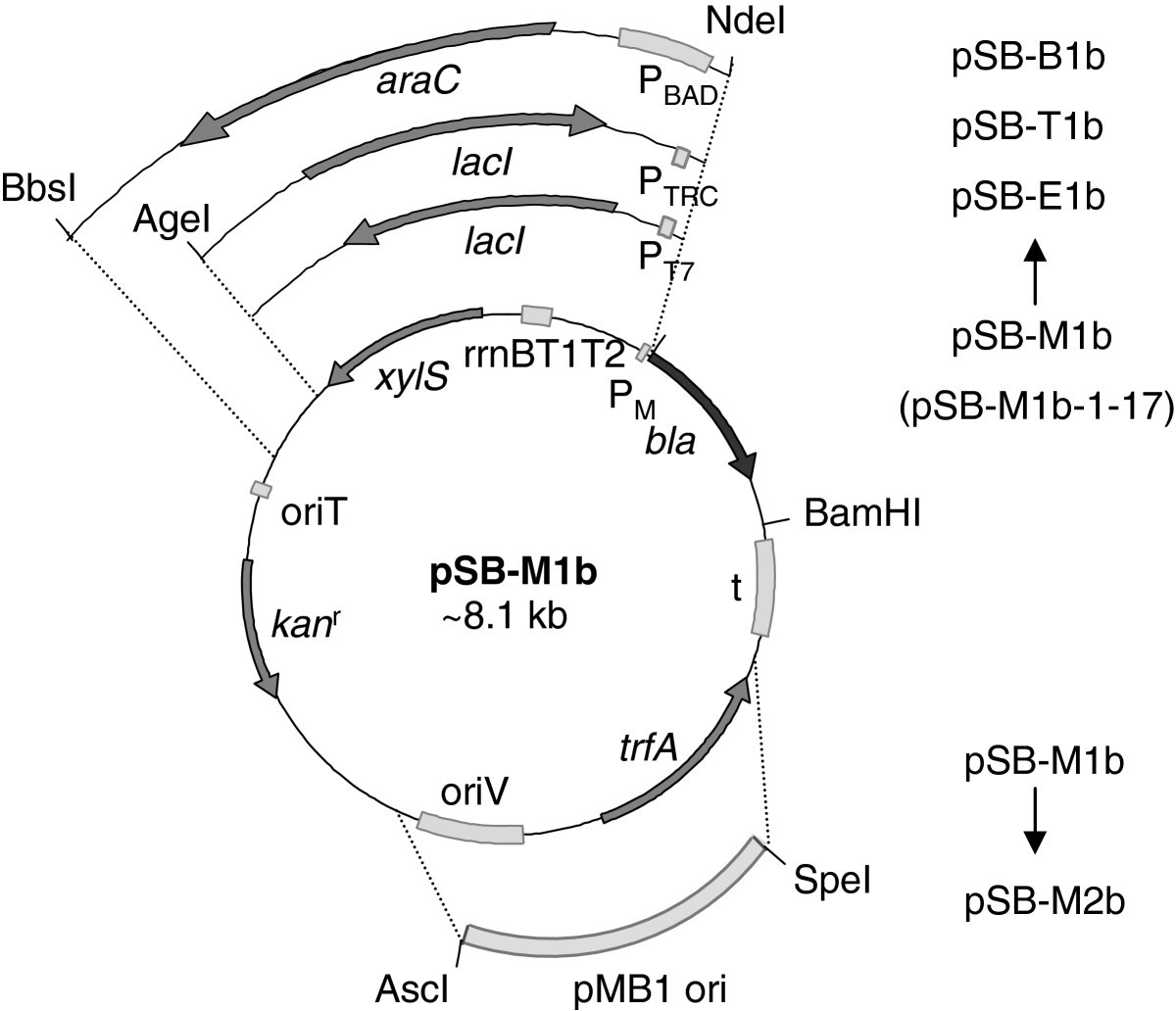 A comparative analysis of the properties of regulated promoter systems commonly used for