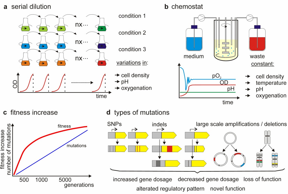 Adaptive laboratory evolution principles and applications for