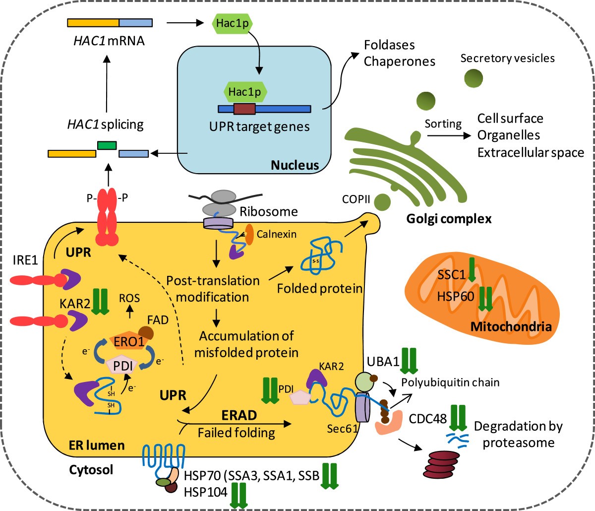 transformation log2 Pichia proteins of UPR in related Decrease and ERAD transformation log2 Pichia proteins of UPR in related Decrease and ERAD