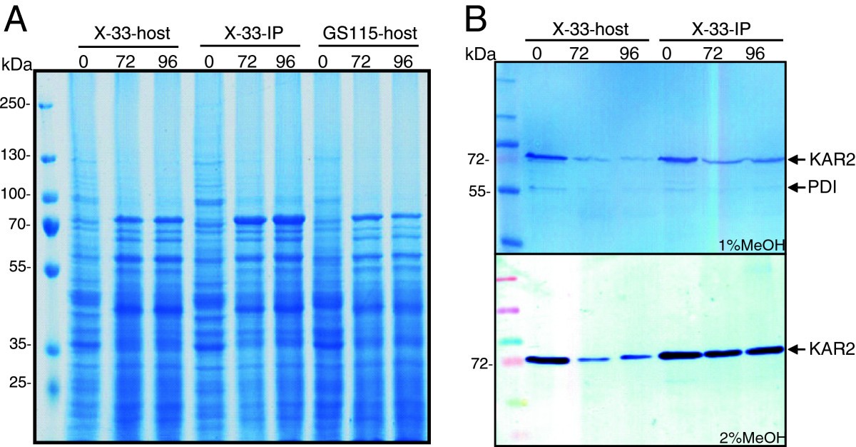 Decrease of UPR and ERADrelated proteins in Pichia pastoris during methanolinduced secretory