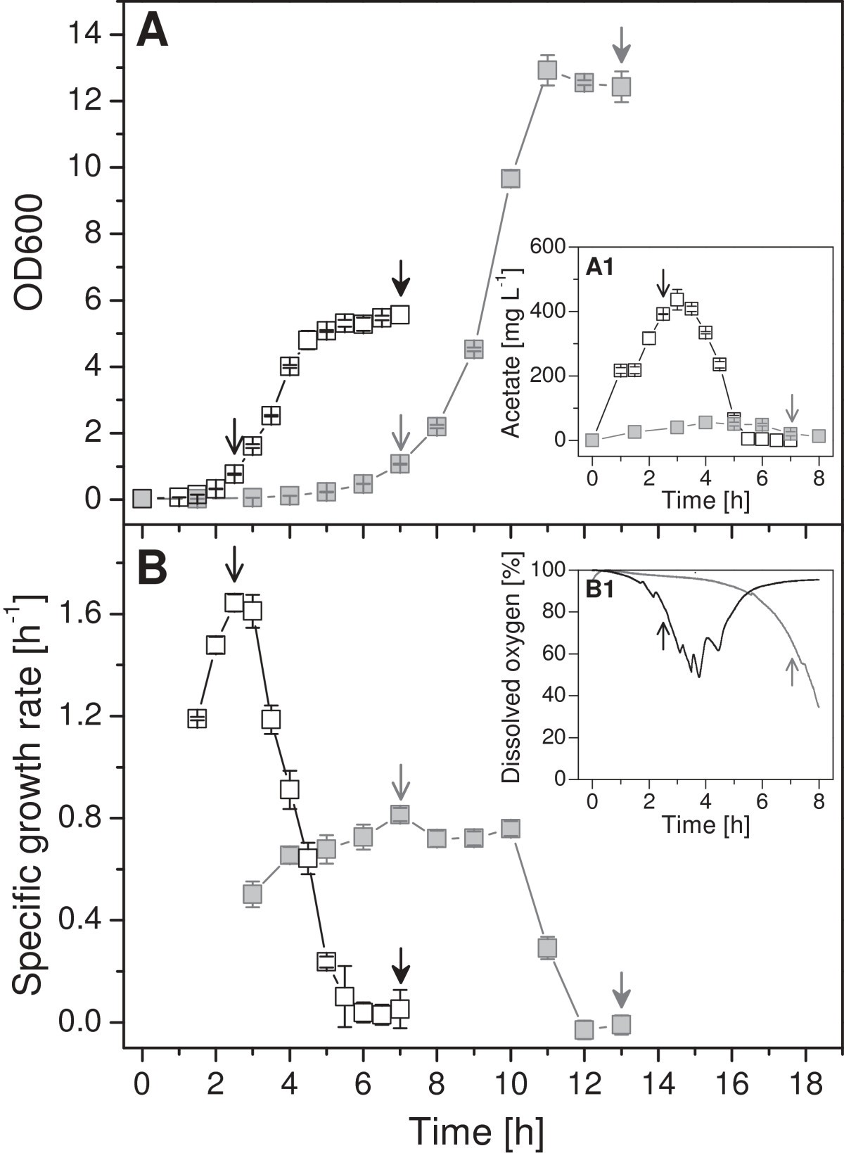 The metabolic potential of Escherichia coli BL21 in defined and rich