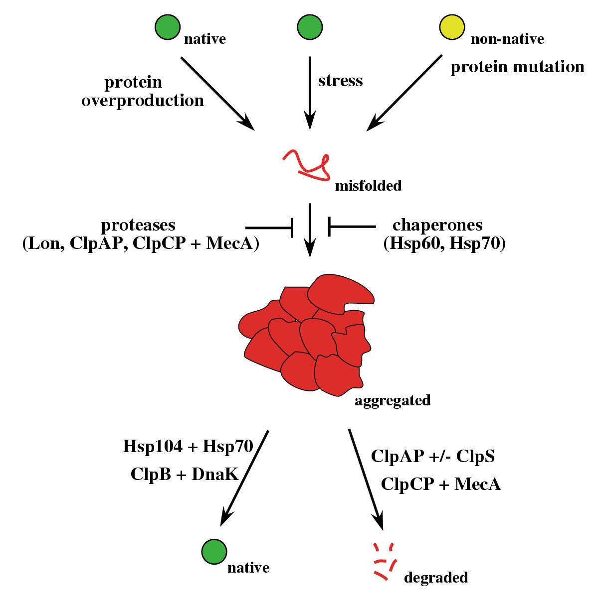 Unscrambling an egg protein disaggregation by AAA+ proteins