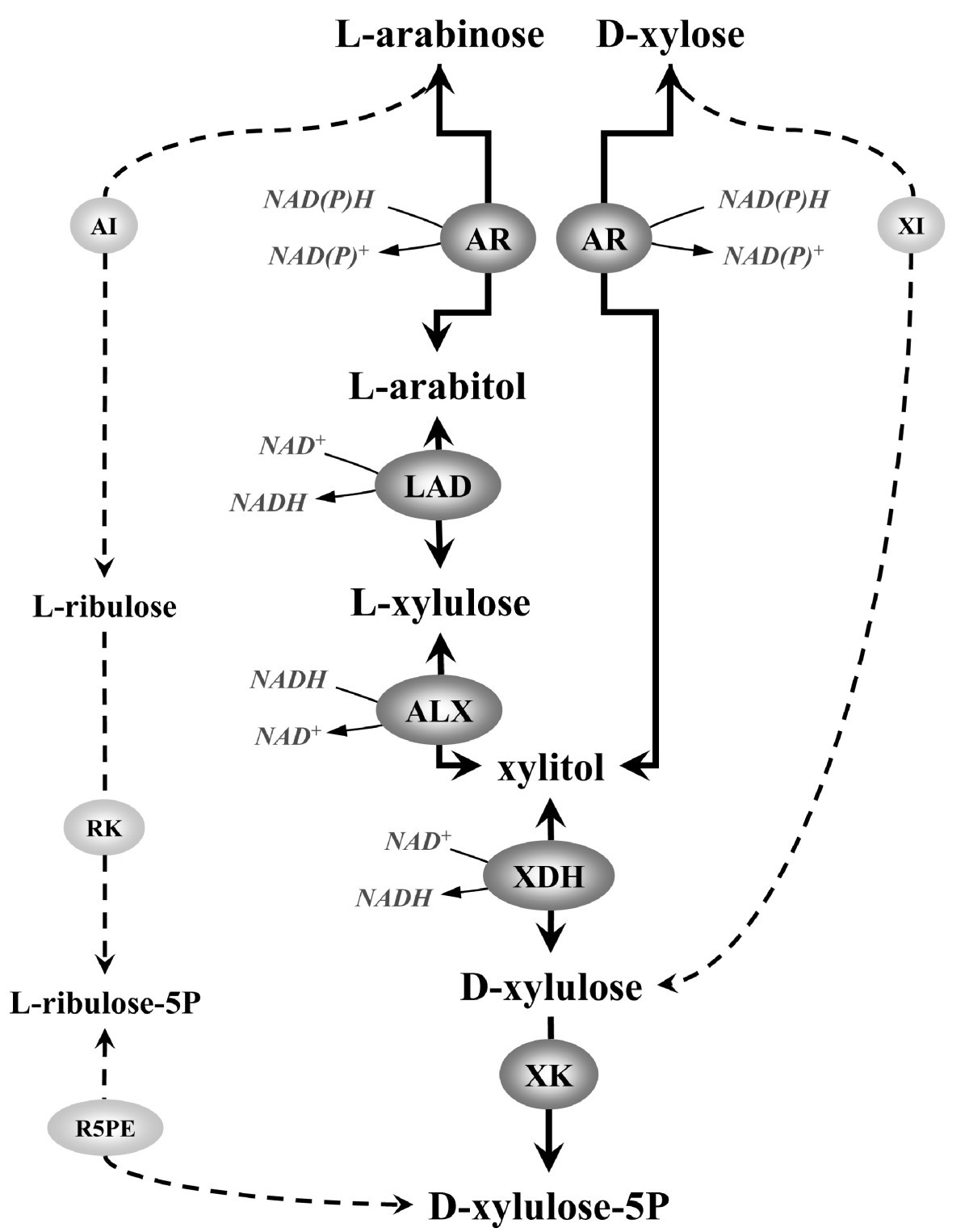 Arabinose and xylose fermentation by Saccharomyces
