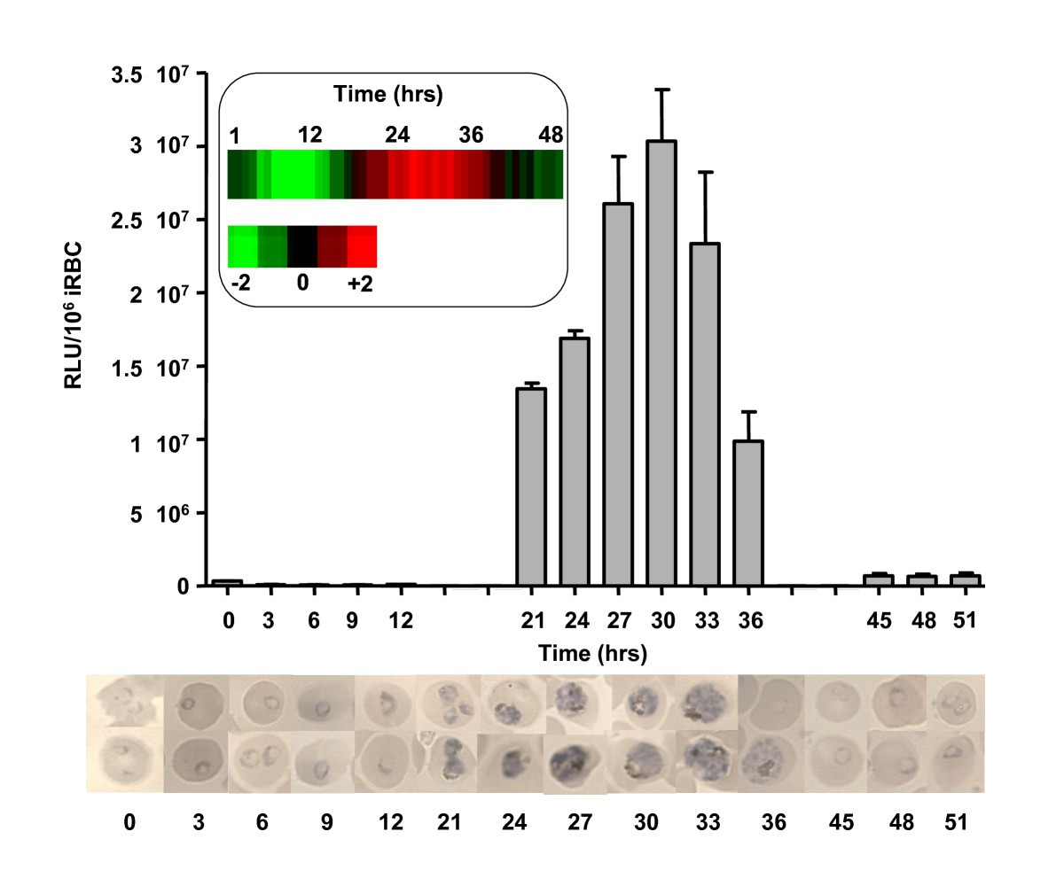 An improved singlestep lysis protocol to measure luciferase