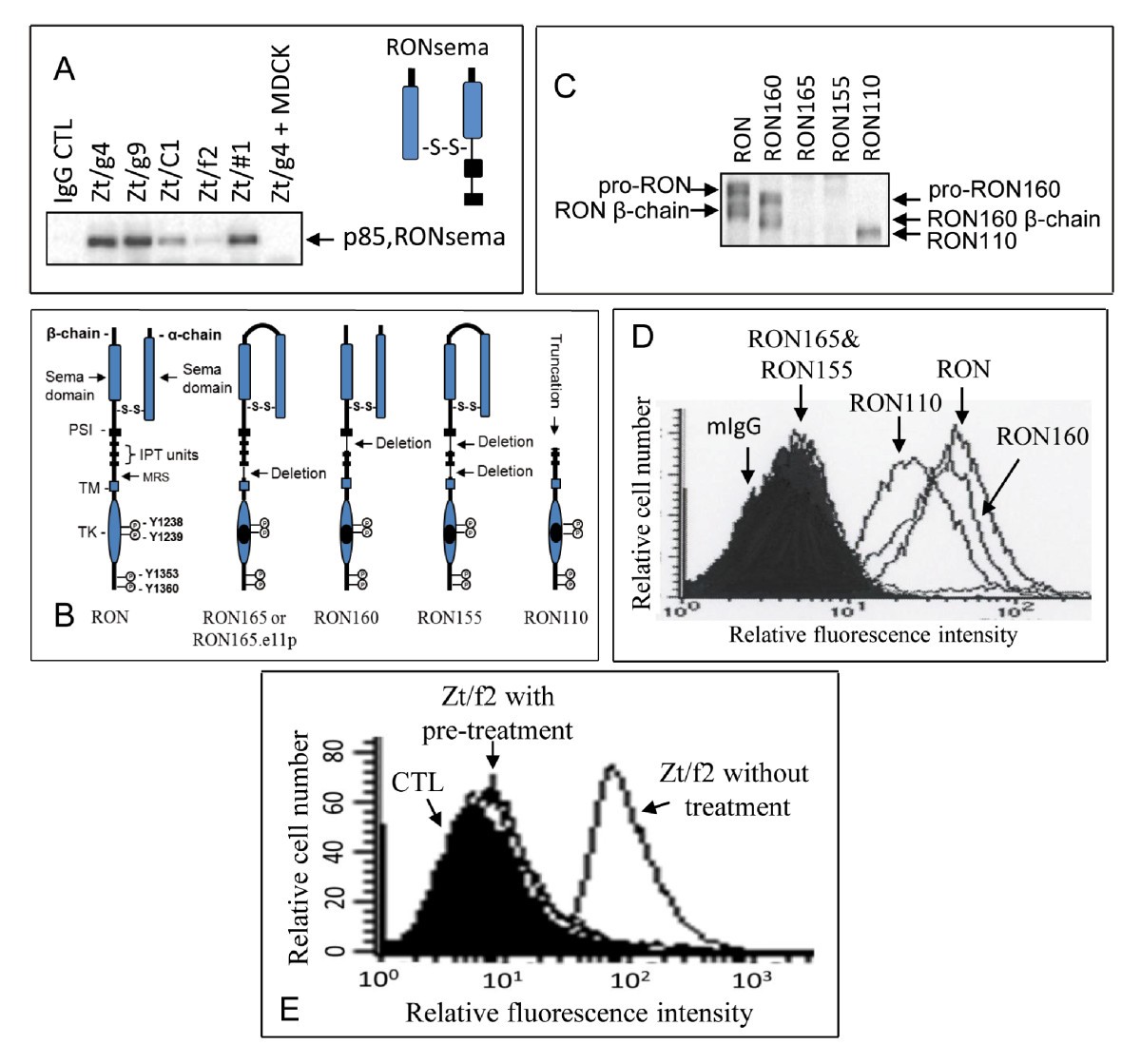 Figure 5:The monoclonal antibody Zt/f2 targeting RON 