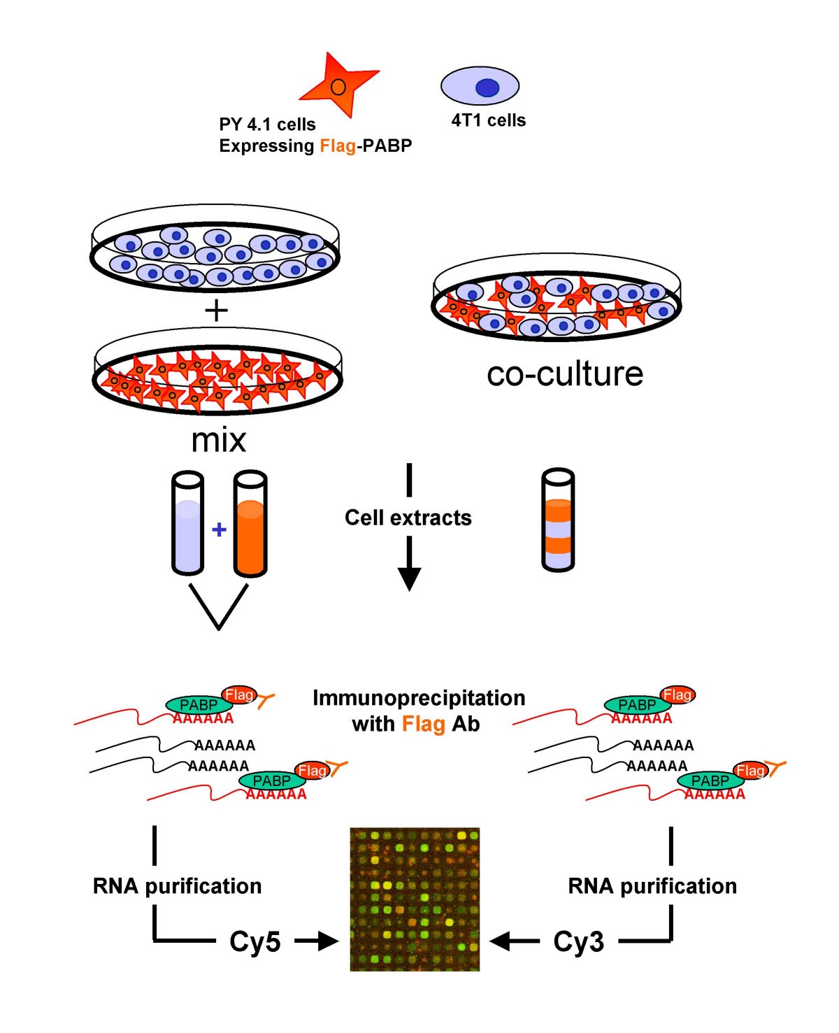 RNAbinding proteins to assess gene expression states of cocultivated
