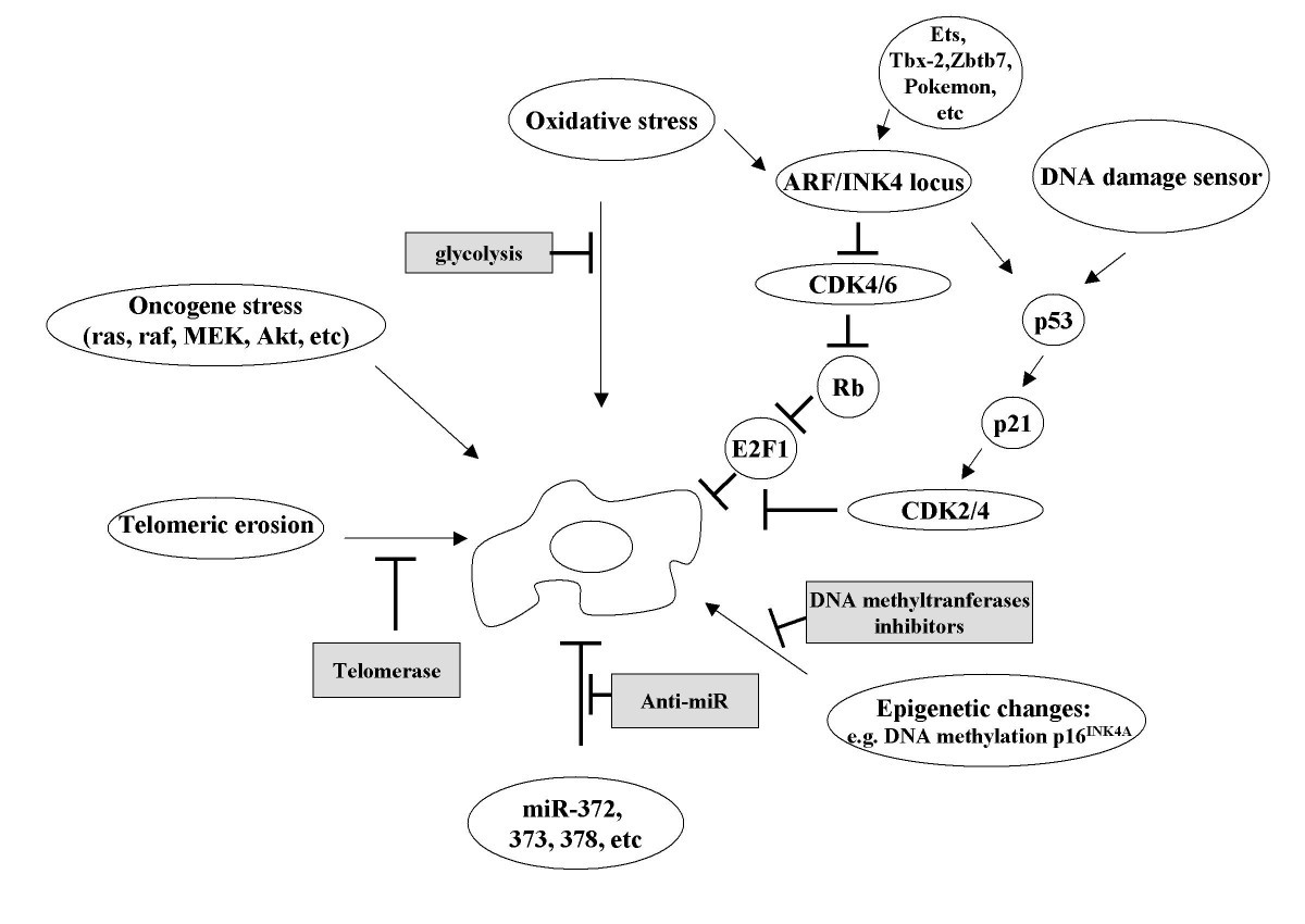 Senescence induction; a possible cancer therapy Molecular Cancer