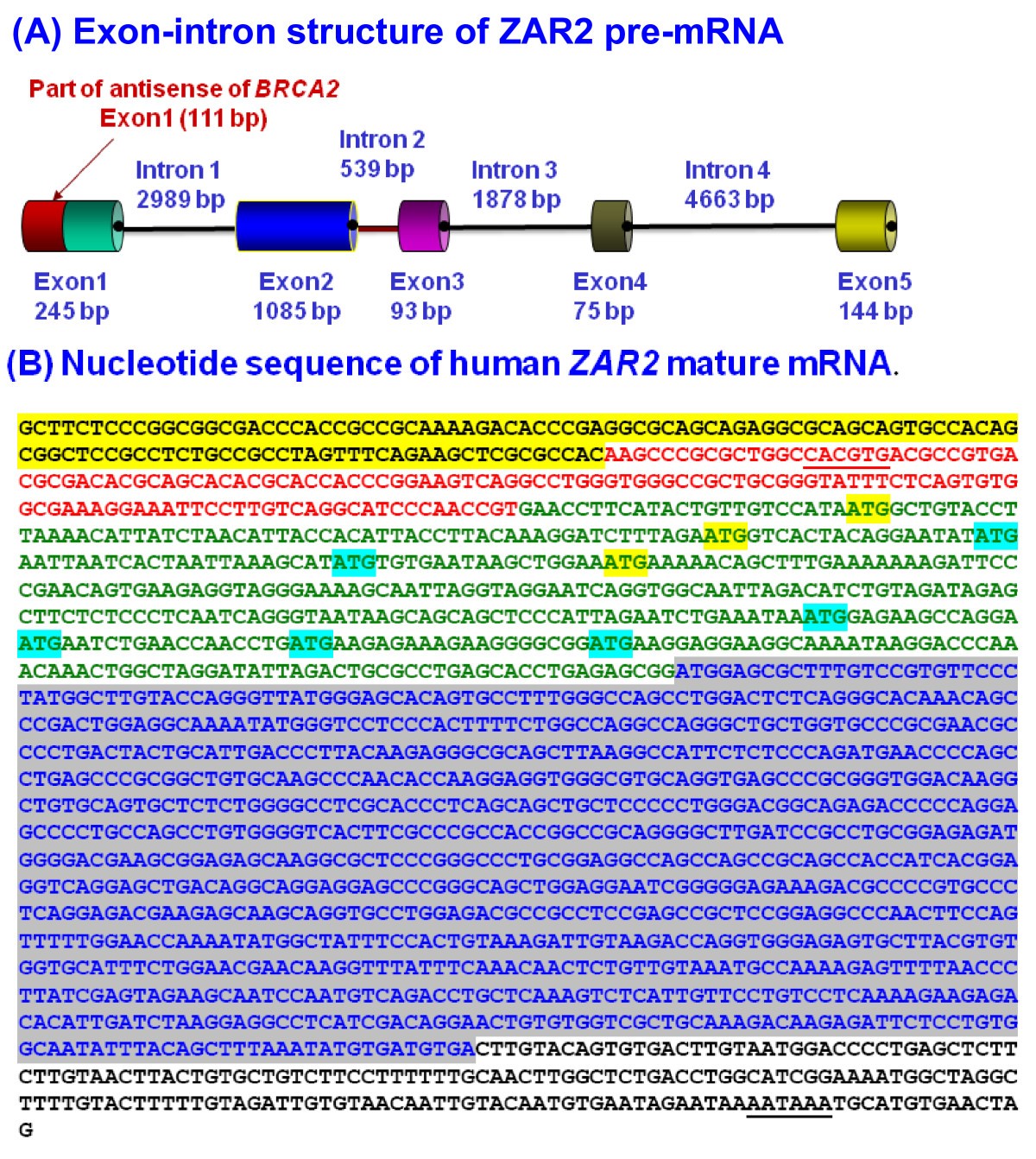 BRCA2 BRCA2 JapaneseClass.jp