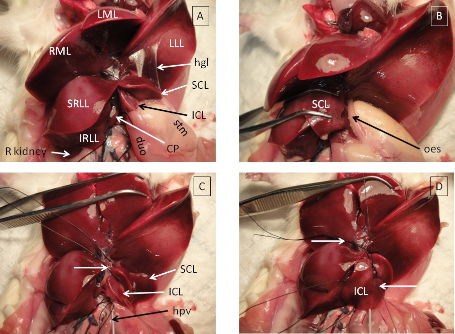Assessment and histological analysis of the IPRL technique for