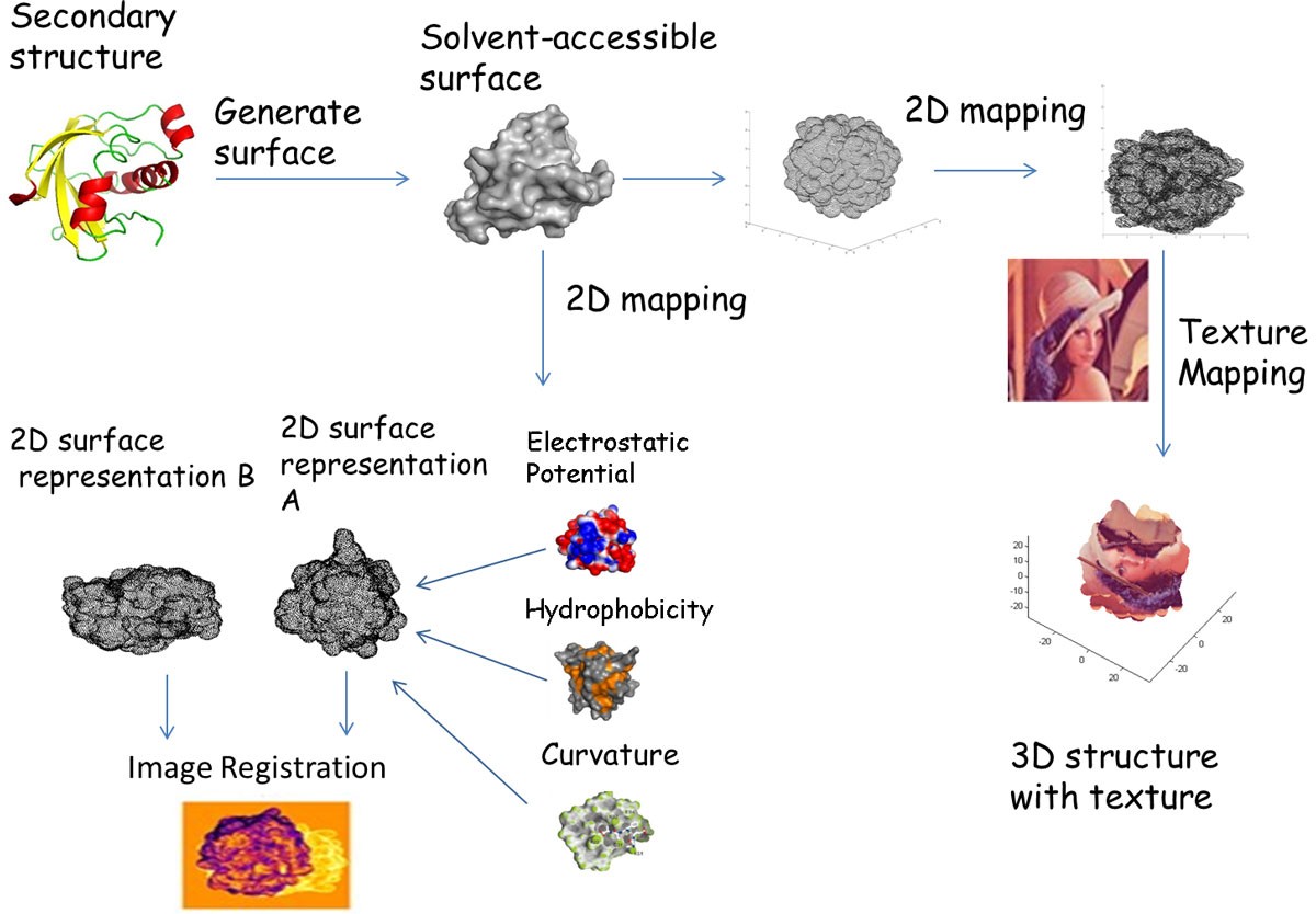 Protein surface representation and analysis by dimension reduction