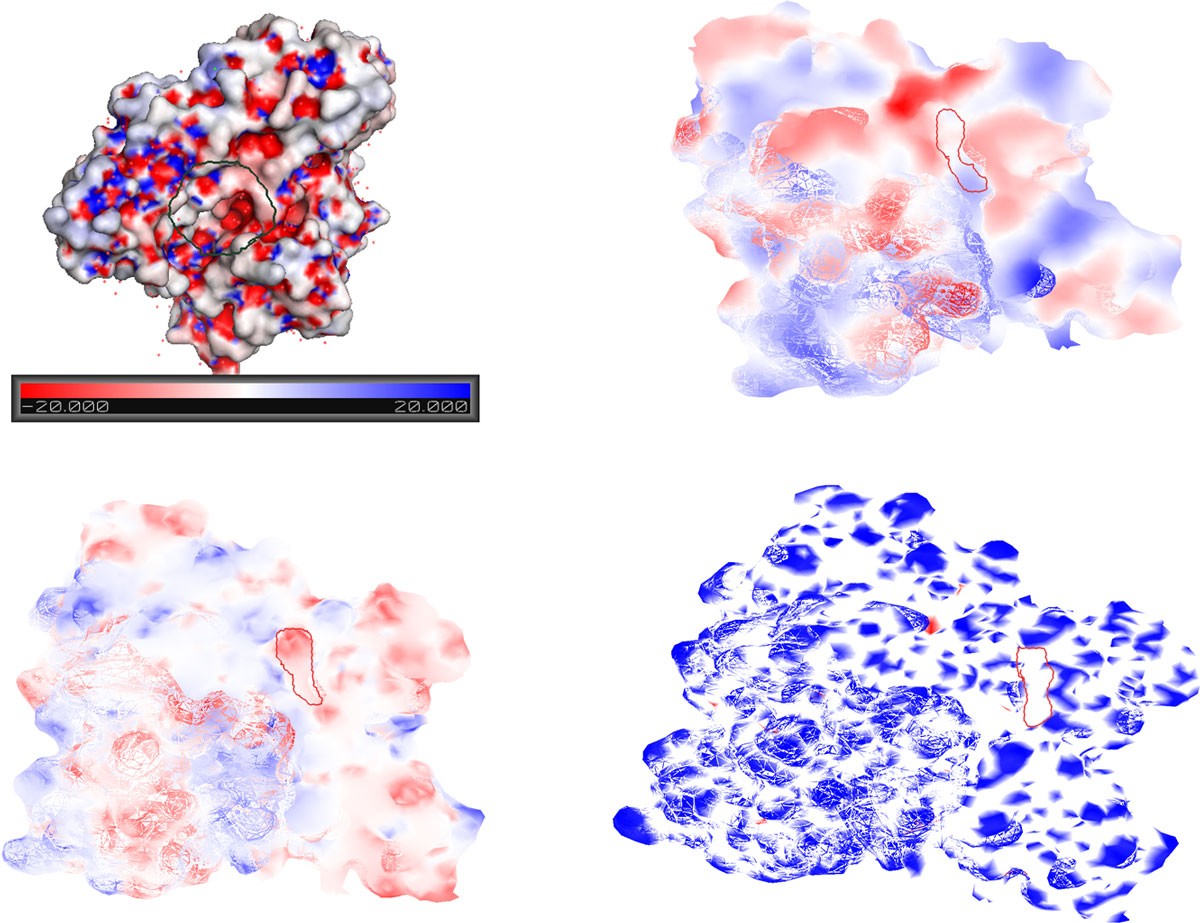 Protein surface representation and analysis by dimension reduction