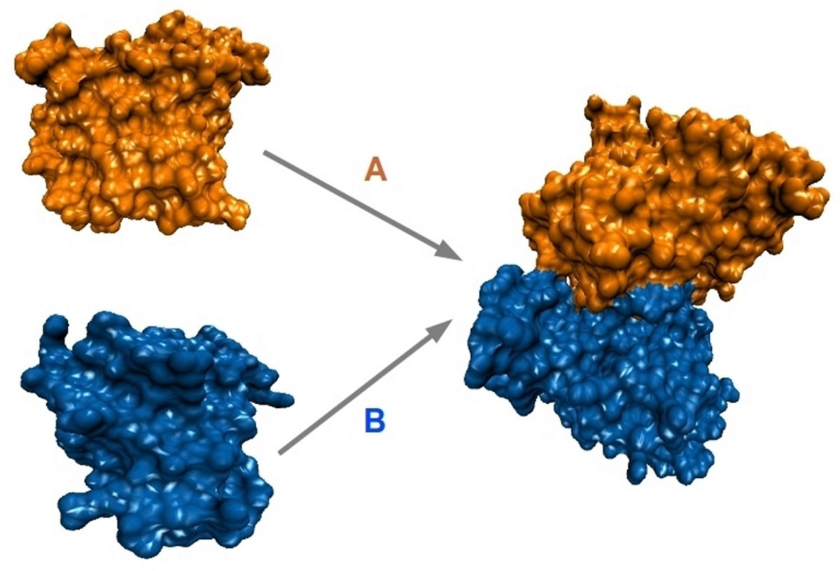 HopDock a probabilistic search algorithm for decoy sampling in protein