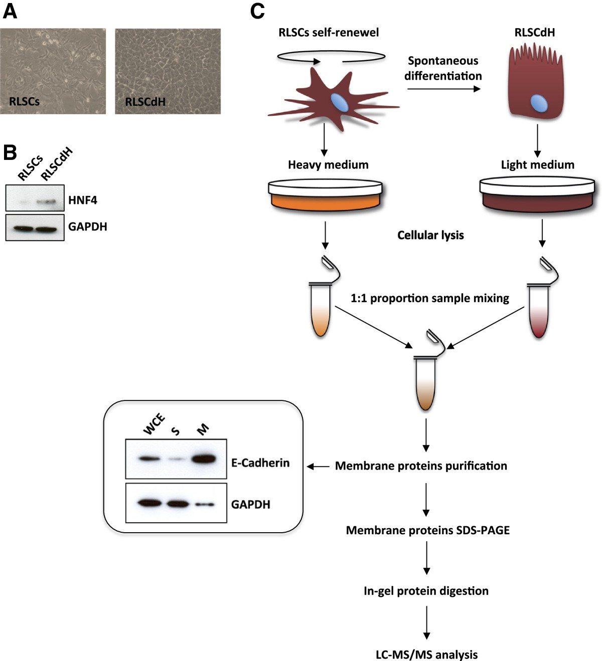SILAC labeling coupled to shotgun proteomics analysis of membrane proteins of liver stem