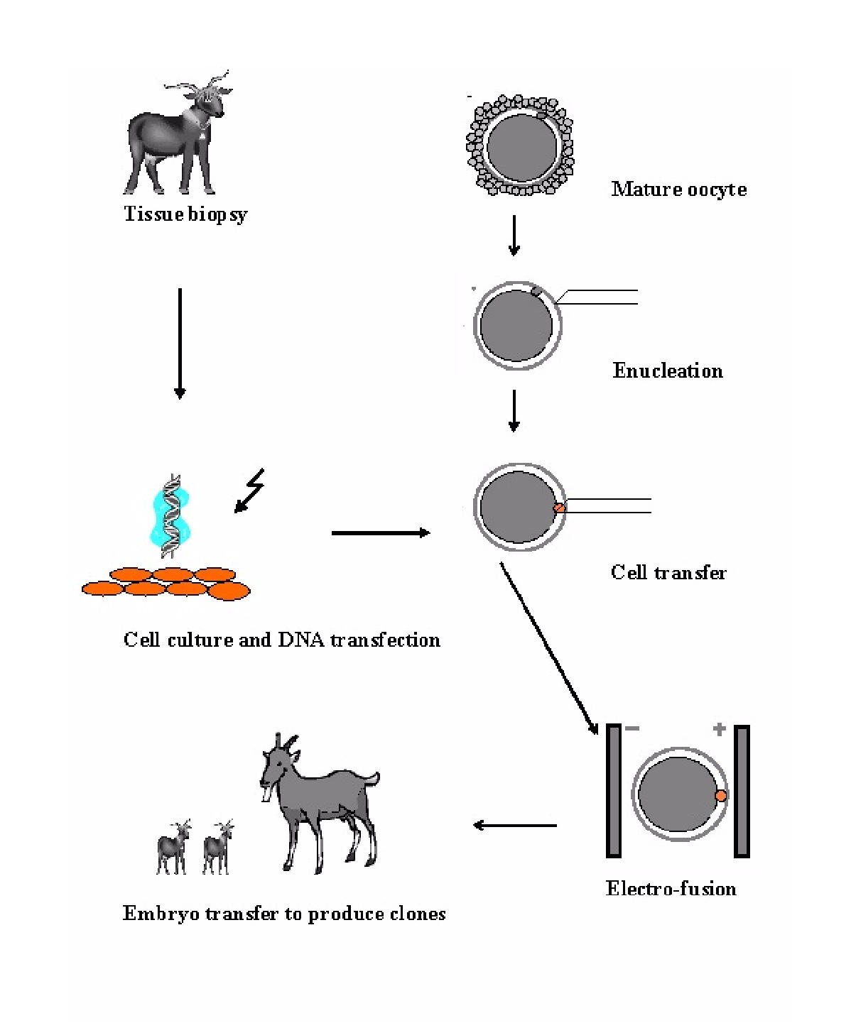 Specific modifications of domestic animals by gene targeting