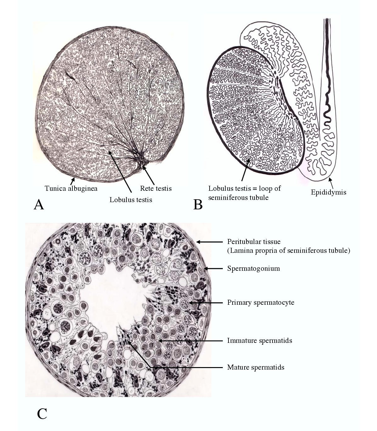 Understanding spermatogenesis is a prerequisite for ...