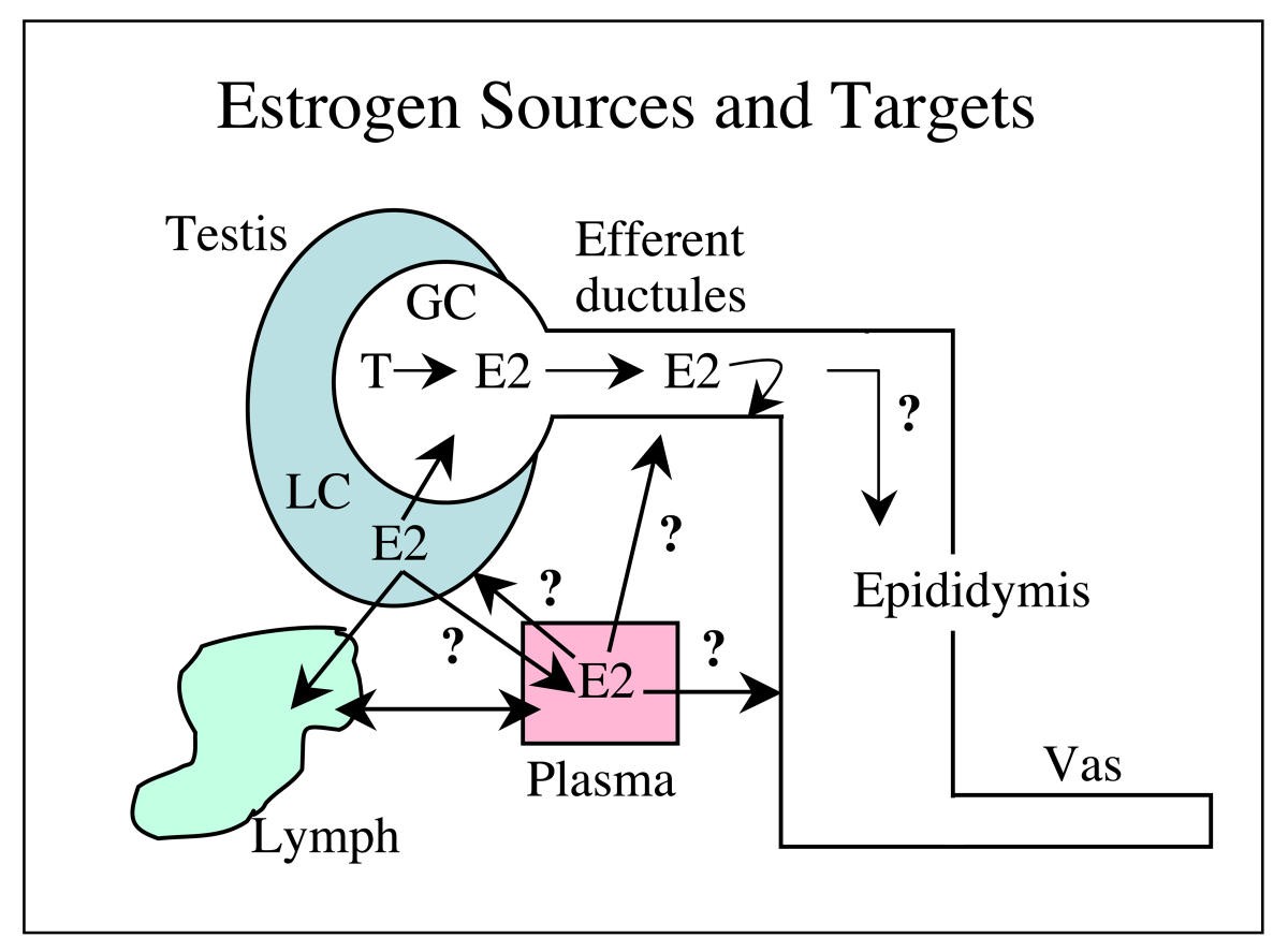 Estrogen in the adult male reproductive tract A review Reproductive